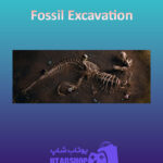 بنر Fossil-Excavation