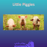 بنر Little-Piggies