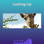 بنر Looking-Up