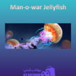 بنر Man-o-war-Jellyfish
