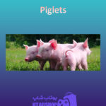 بنر Piglets