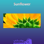 بنر Sunflower
