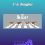 بنر The-Beagles