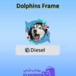 قاب-Dolphins Frame